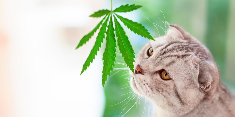 CBD für Haustiere Vorteile CBD für Haustiere Vorteile
