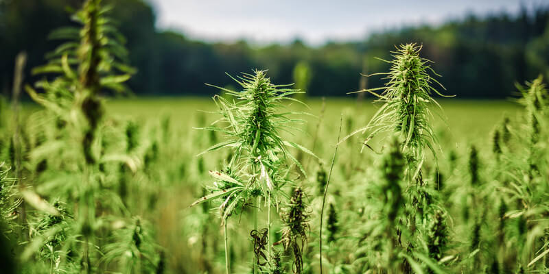 Anbau des für das CBD verwendete Hanf