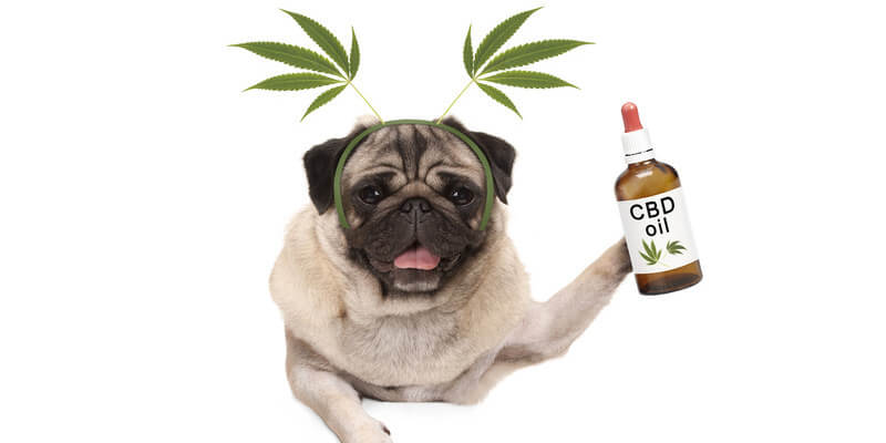 CBD für Hunde