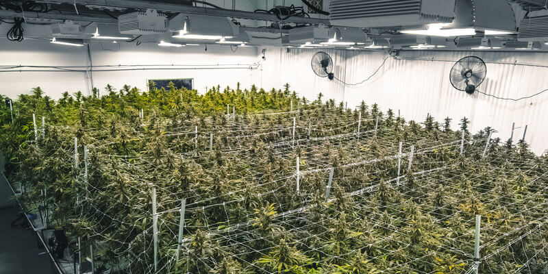 Cannabisherstellung in Deutschland