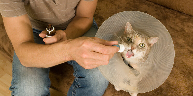 Haustiere CBD Anwendung Pipette