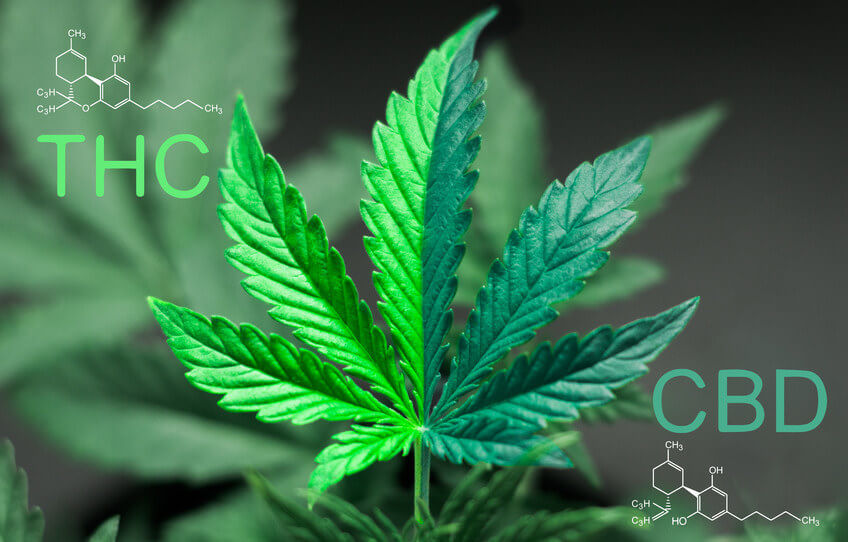 Unterschiede THC und CBD