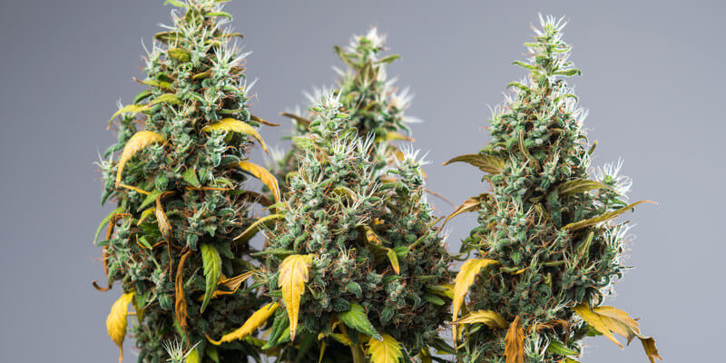 Verschiedene Cannabis Sorte