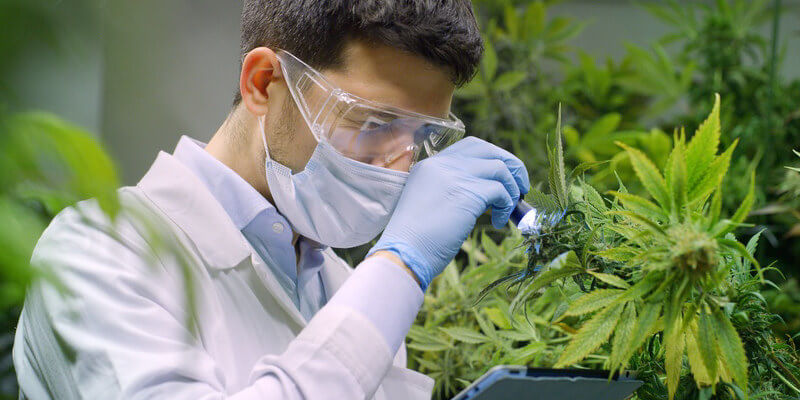 Wir wird CBD Öl für Kinder produziert