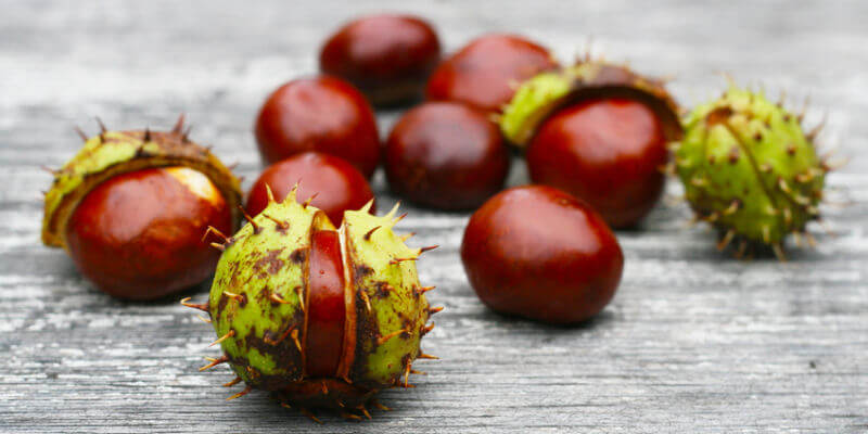 Rosskastanien als Wirkstoff gegen Krampfadern