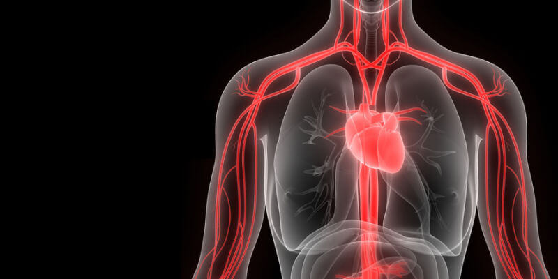 vereinfachte Darstellung Venensystem Mensch