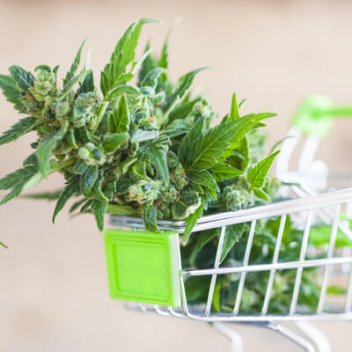 Cannabis – In Deutschland erhältliche Sorten